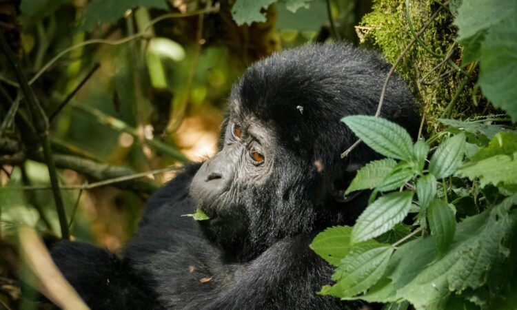 Top Things to See in Uganda - Must-Visit Attractions & Natural Wonders