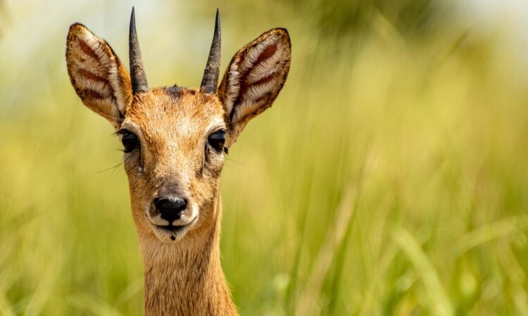 Toro-Semliki Wildlife Reserve - Uganda's Oldest Protected Savannah