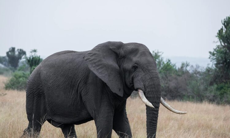 Uganda Safari Tips - Essential Guide to Planning Your Wildlife Adventure