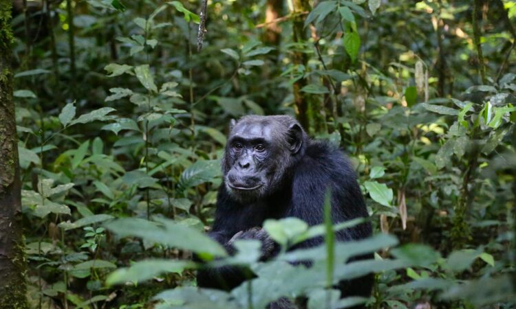 Uganda Trip Cost - Comprehensive Guide to Safari Expenses, Gorilla Permits & Budgeting Tips
