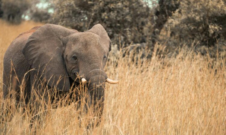 Uganda's National Parks - Explore the Pearl of Africa's Top Wildlife Destinations